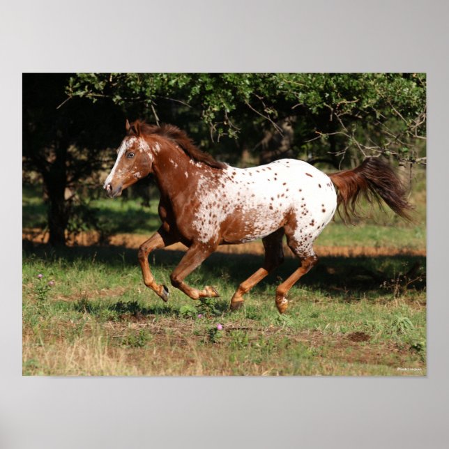 Bob Langrish | Appaloosa Horse Running Poster (Framsidan)