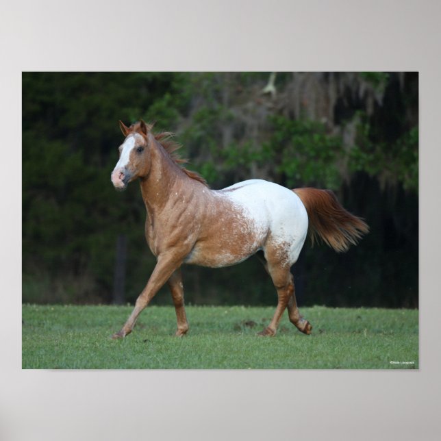 Bob Langrish | Appaloosa Horse Running Poster (Framsidan)