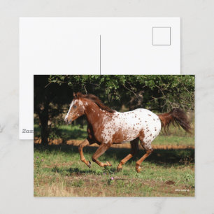 Bob Langrish Appaloosa Horse Running Vykort