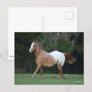 Bob Langrish Appaloosa Horse Running Vykort