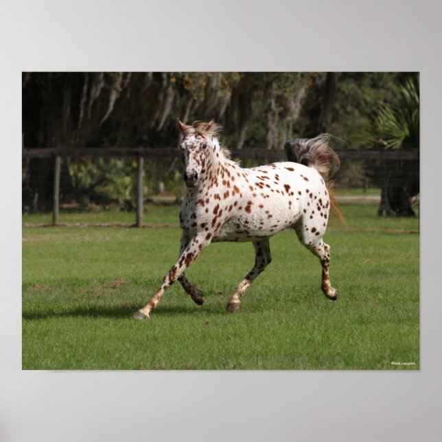 Bob Langrish | Appaloosa Running Poster (Framsidan)