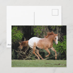 Bob Langrish Appaloosa Running Vykort