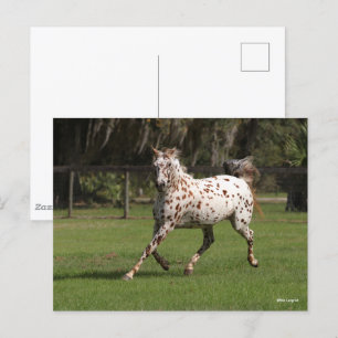 Bob Langrish Appaloosa Running Vykort