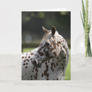 Bob Langrish Appaloosa Stående Headshot Kort
