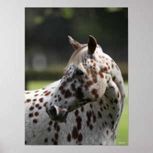 Bob Langrish Appaloosa Stående Headshot Poster