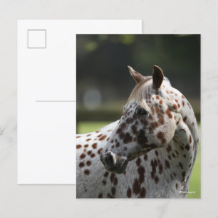 Bob Langrish Appaloosa Stående Headshot Vykort