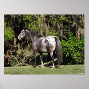 Bob Langrish Appaloosa Ständiga Poster