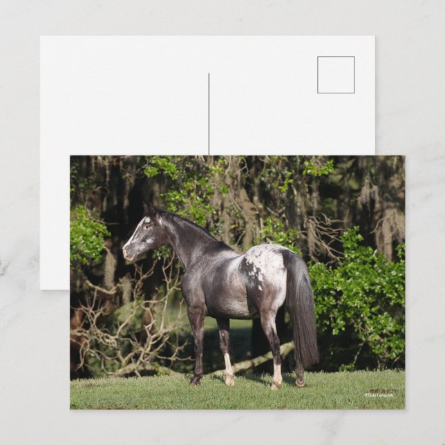 Bob Langrish | Appaloosa Ständiga Vykort (Fram/baksida)