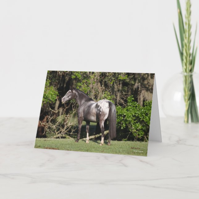 Bob Langrish | Appaloosa Standing Kort (Framsida)