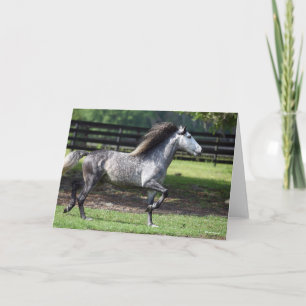 Bob Langrish Apple Grått Lusitano Stallion Kort