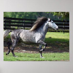 Bob Langrish Apple Grått Lusitano Stallion Poster