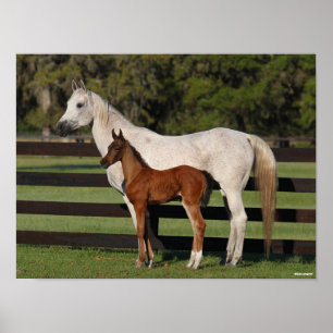 Bob Langrish Arab Mare and Foal Continally Poster