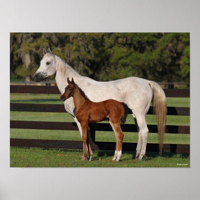Bob Langrish Arab Mare and Foal Continally Poster (Framsidan)
