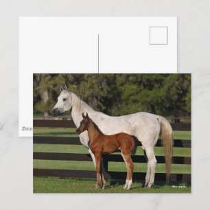 Bob Langrish Arab Mare and Foal Continally Vykort