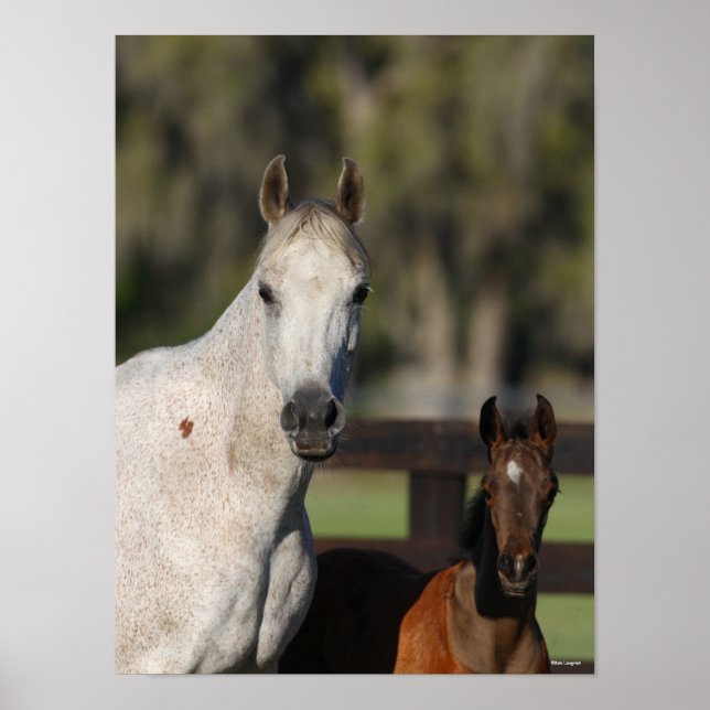 Bob Langrish Arab Mare and Foal Ständiga Headshot Poster (Framsidan)