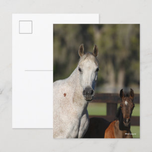 Bob Langrish Arab Mare and Foal Ständiga Headshot Vykort