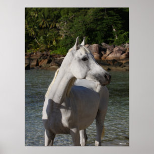 Bob Langrish Arab Mare står i Vatten Headshot Poster