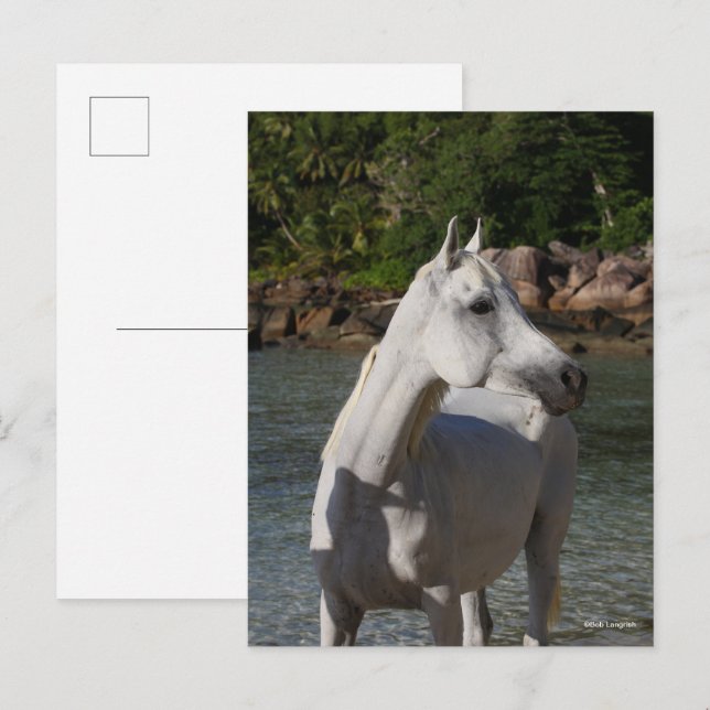 Bob Langrish Arab Mare står i Vatten Headshot Vykort (Fram/baksida)