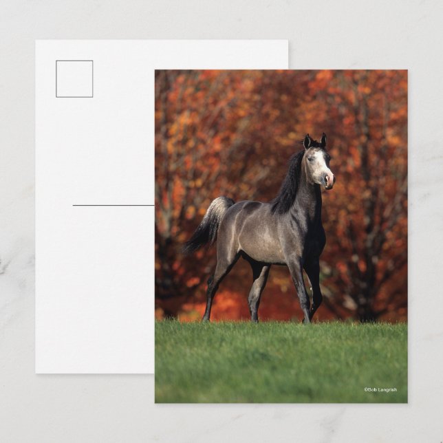 Bob Langrish | Arab Standing Autumn Background Vykort (Fram/baksida)