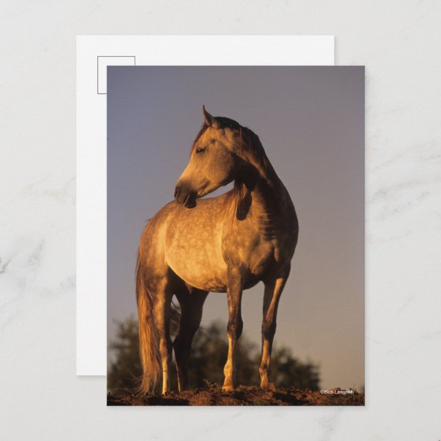 Bob Langrish | Arab Standing On Hill At Sunset Vykort (Fram/baksida)