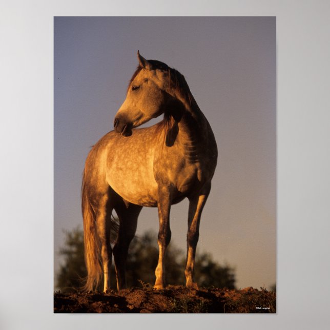 Bob Langrish | Arabförbundet Backe vid solnedgånge Poster (Framsidan)