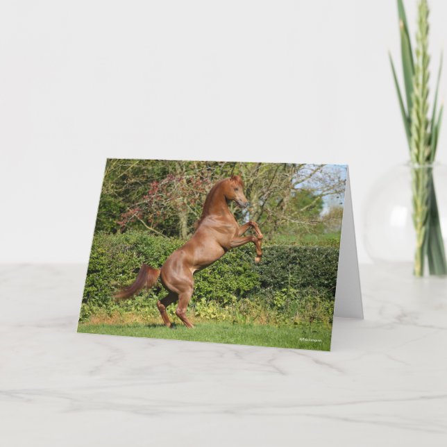 Bob Langrish | Arabhingst av kastanjepalon Kort (Framsida)