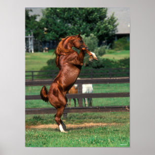 Bob Langrish Arabhingst av kastanjepalon Poster