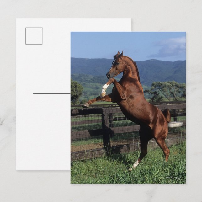 Bob Langrish | Arabhingst av kastanjepalon Vykort (Fram/baksida)