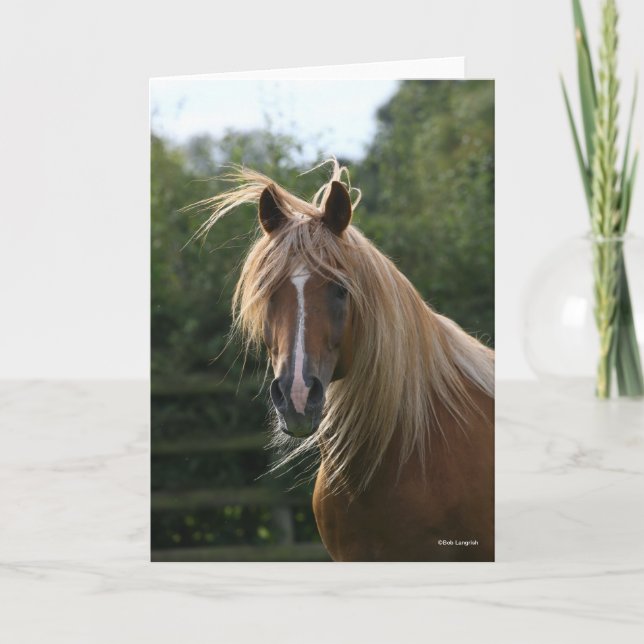 Bob Langrish | Arabhingst Kort (Framsida)