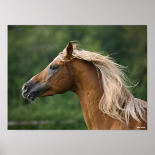Bob Langrish Arabhingst med huvudskott Mane Flow Poster