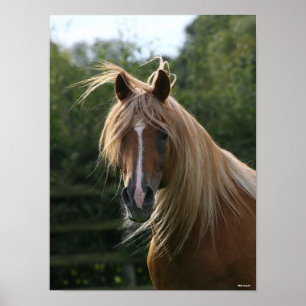 Bob Langrish Arabhingst Poster