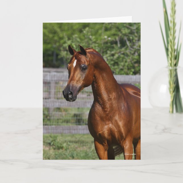 Bob Langrish | Arabhingst Stallion Ställande hörse Kort (Framsida)