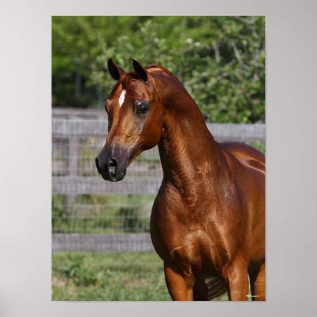 Bob Langrish | Arabhingst Stallion Ställande hörse Poster (Framsidan)