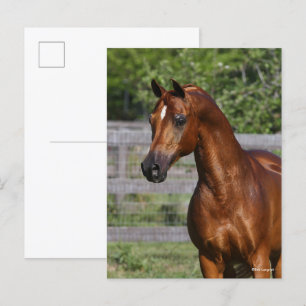 Bob Langrish   Arabhingst Stallion Ställande hörse Vykort