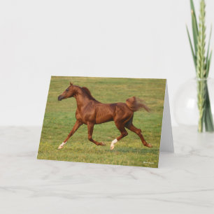 Bob Langrish Arabhingsten Chestnut Running Kort