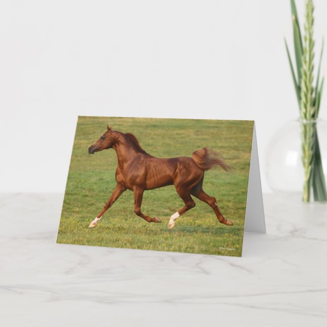 Bob Langrish | Arabhingsten Chestnut Running Kort (Framsida)
