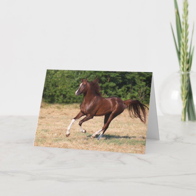 Bob Langrish | Arabhingsten Chestnut Running Kort (Framsida)