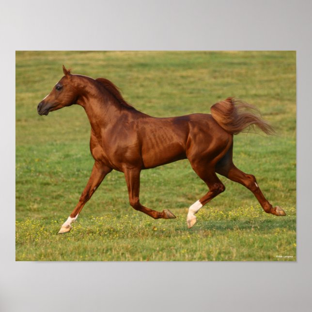 Bob Langrish | Arabhingsten Chestnut Running Poster (Framsidan)