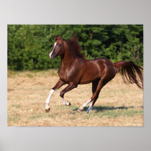 Bob Langrish Arabhingsten Chestnut Running Poster