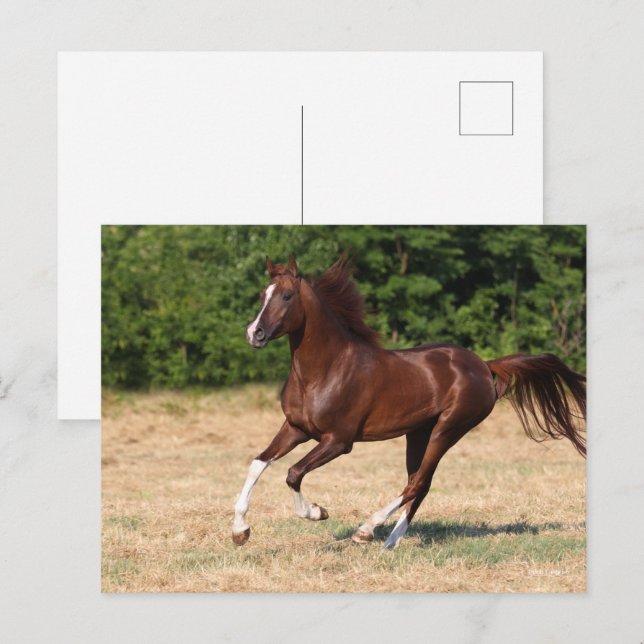 Bob Langrish | Arabhingsten Chestnut Running Vykort (Fram/baksida)