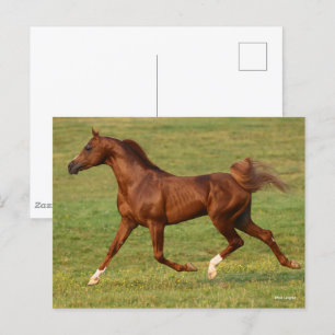 Bob Langrish   Arabhingsten Chestnut Running Vykort