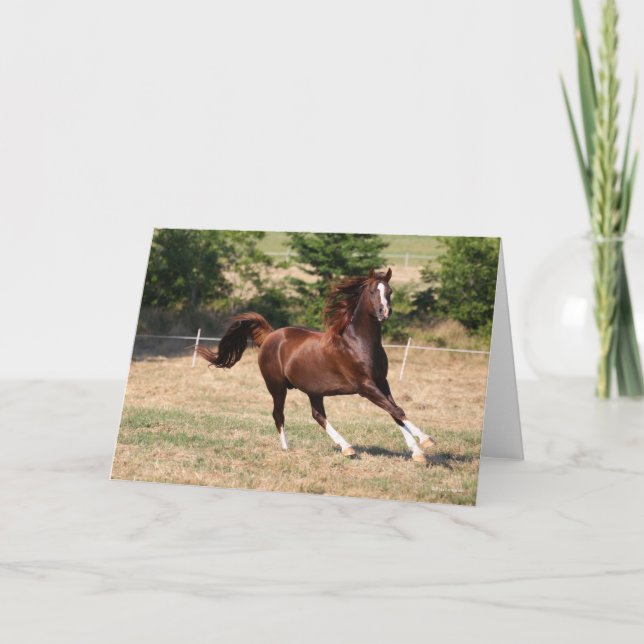 Bob Langrish | Arabhingsten för kastanjer 3 Kort (Framsida)