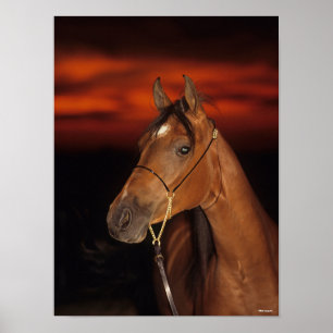 Bob Langrish Arabhingsten i Bay Headshot Sunset Poster