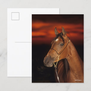 Bob Langrish Arabhingsten i Bay Headshot Sunset Vykort
