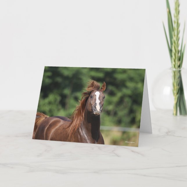 Bob Langrish | Arabhingsten i kastanjon Headshot Kort (Framsida)