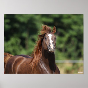 Bob Langrish   Arabhingsten i kastanjon Headshot Poster