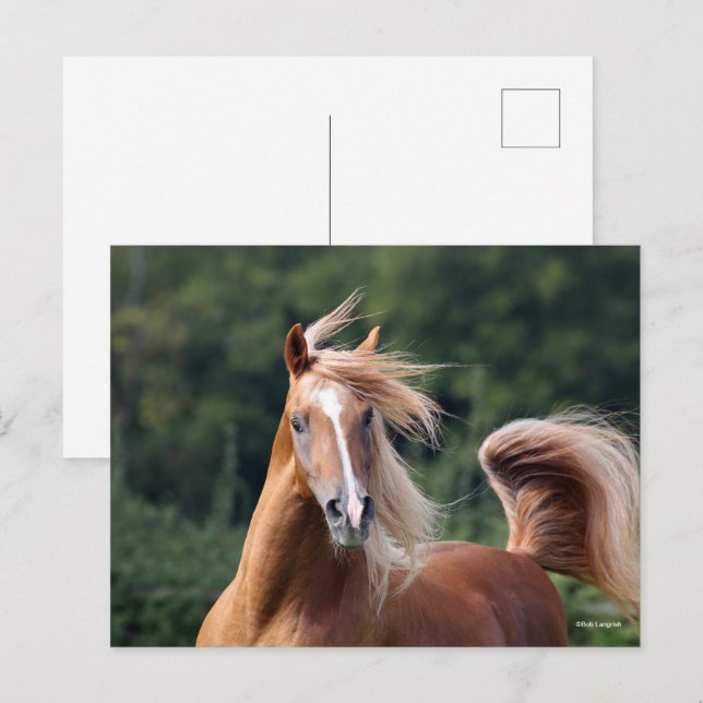 Bob Langrish | Arabhingsten i kastanjon Headshot Vykort (Fram/baksida)