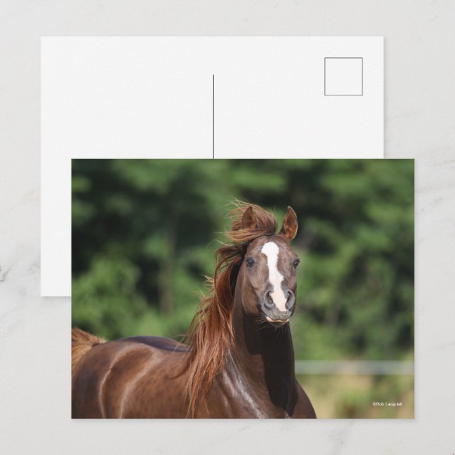 Bob Langrish | Arabhingsten i kastanjon Headshot Vykort (Fram/baksida)