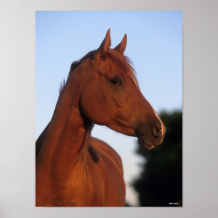 Bob Langrish   Arabhuvudbok för kastanjor Poster