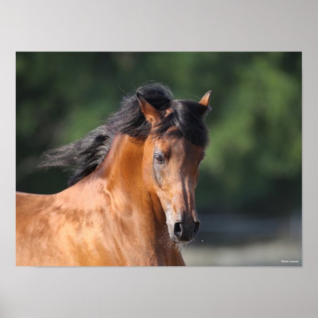 Bob Langrish | Arabhuvudskott i Bay Poster (Framsidan)